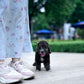 Bedlington Terrier -  Anya (Blue)