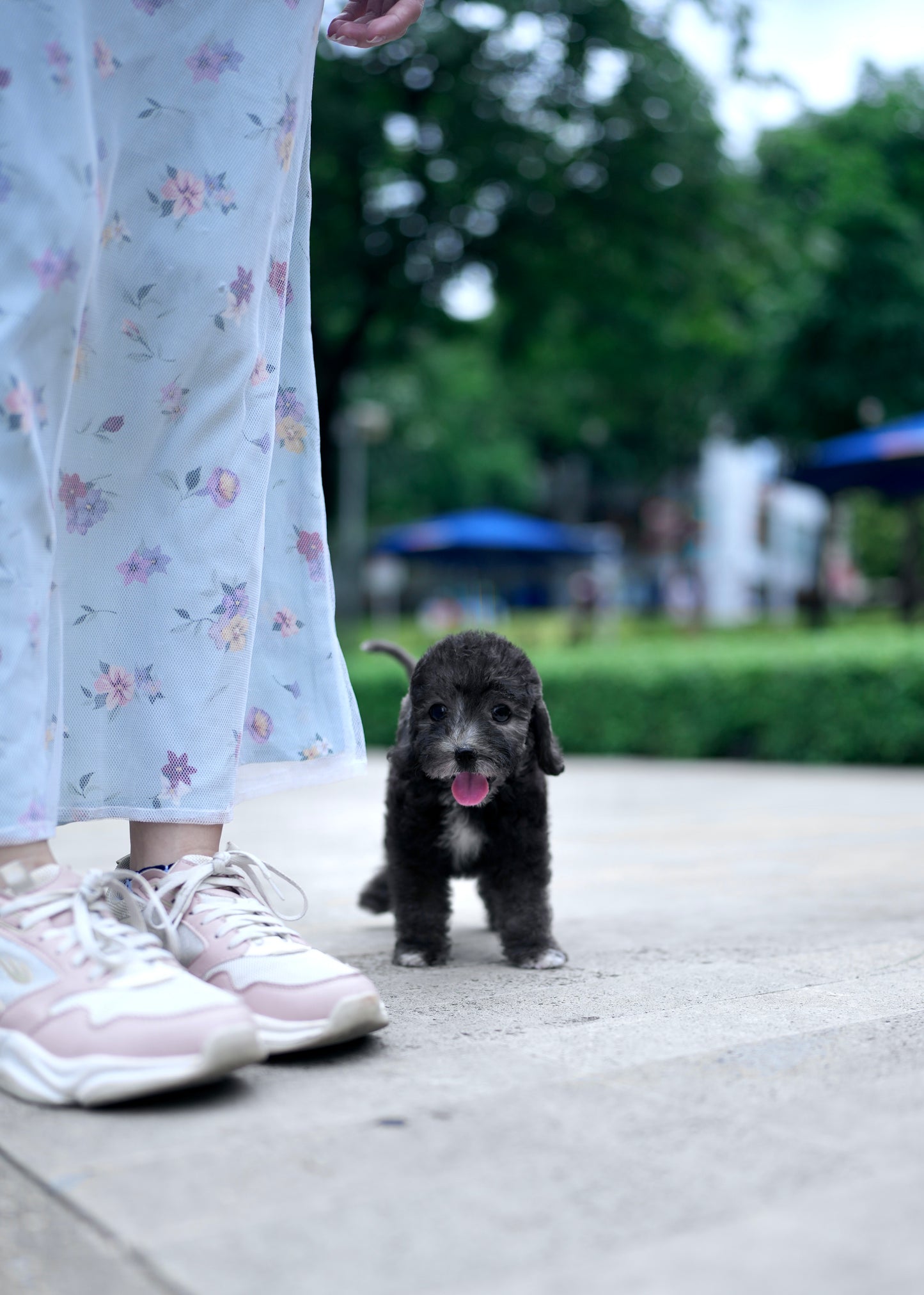 Bedlington Terrier -  Anya (Blue)