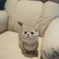 Dominic - Munchkin (Blue Gold)