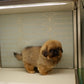 Henry - Long Haired Pekingese (Sable)