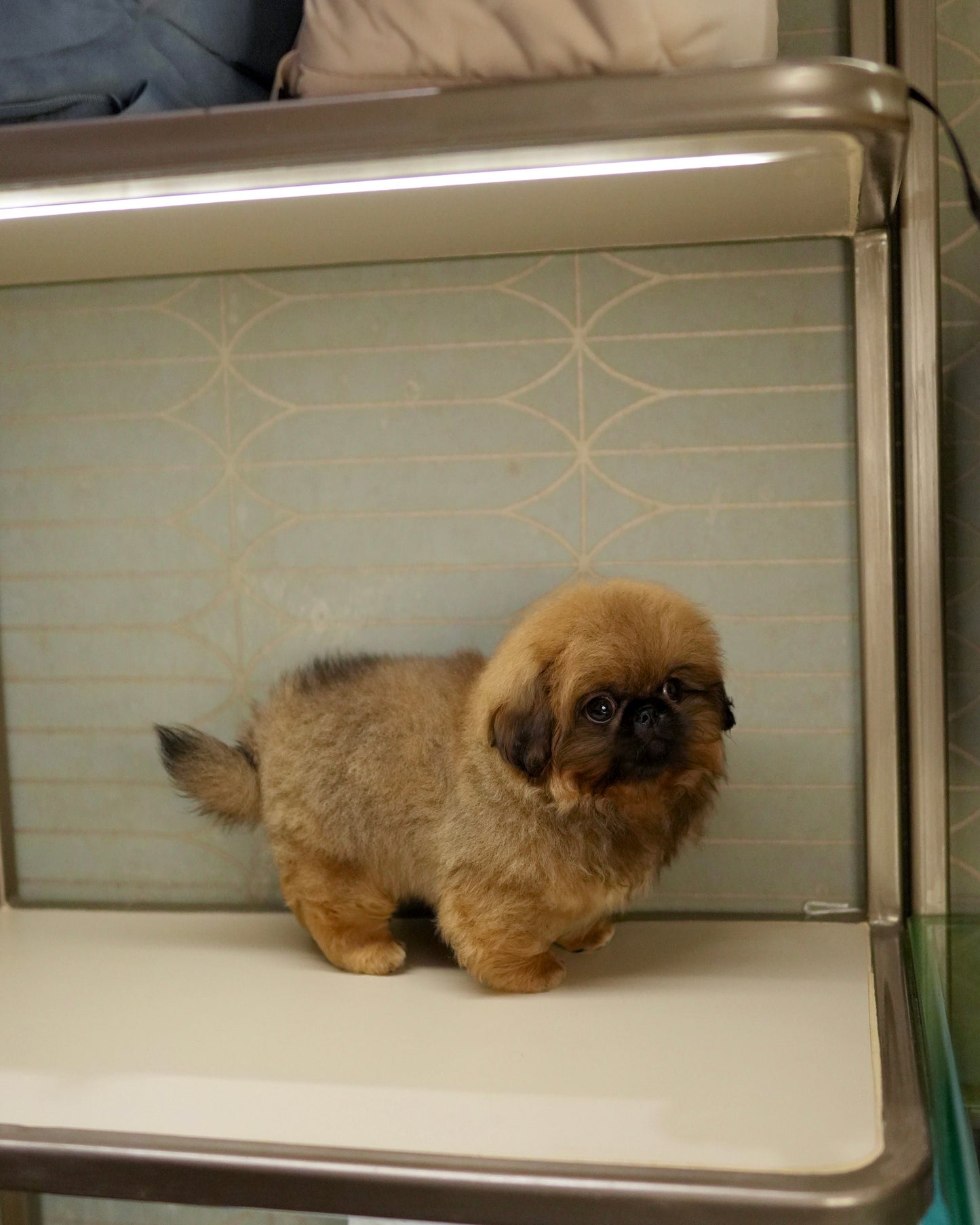 Henry - Long Haired Pekingese (Sable)