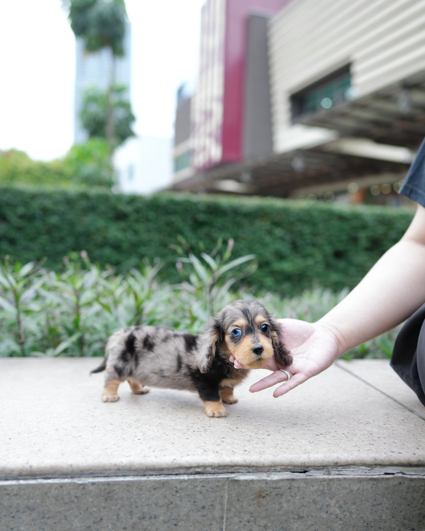 Dustin - Long Haired Dachshund (Dapple - Merle)