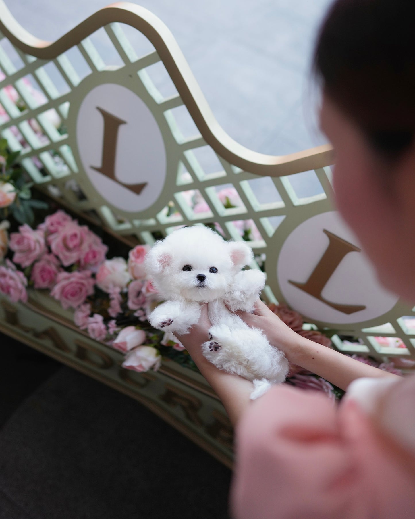 Mia - Mini Bichon (White)