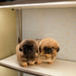 Henry - Long Haired Pekingese (Sable)