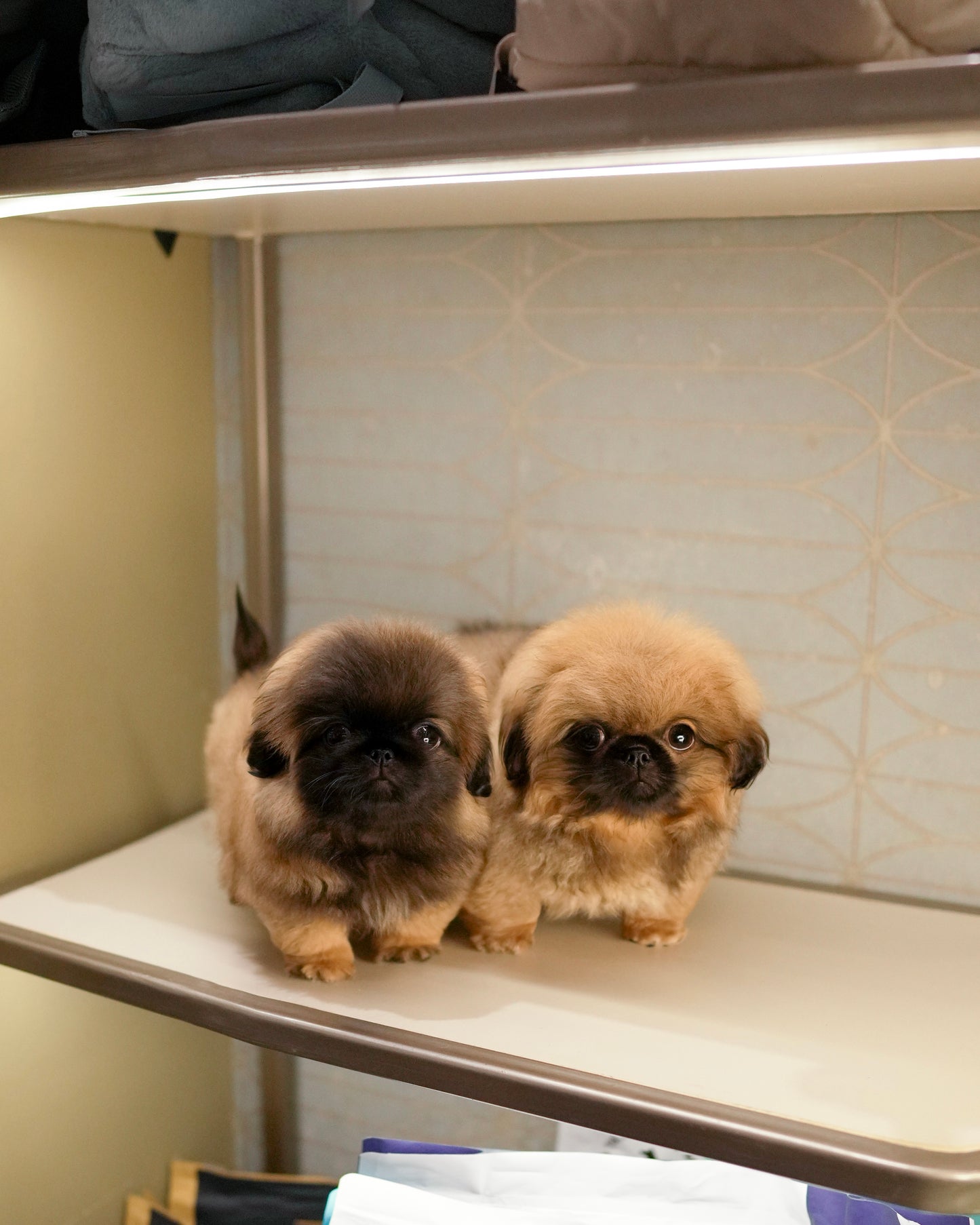 Henry - Long Haired Pekingese (Sable)