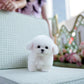 Mia - Mini Bichon (White)