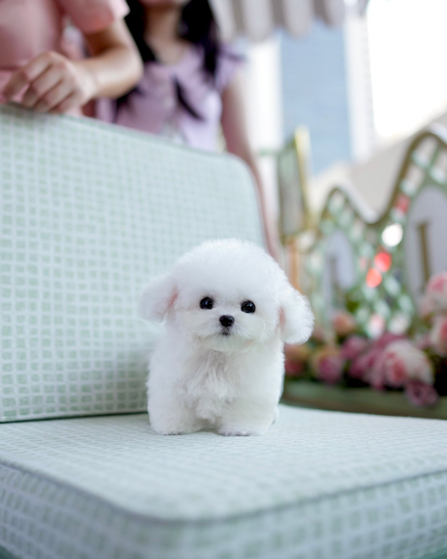 Mia - Mini Bichon (White)