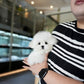 Alden - Mini Bichon (White)