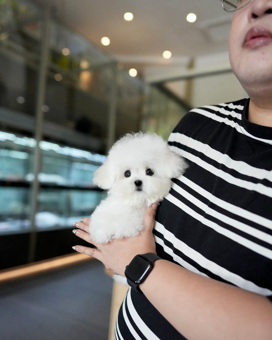 Alden - Mini Bichon (White)