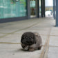 Felix - Long Coat Pekingese (Sable)
