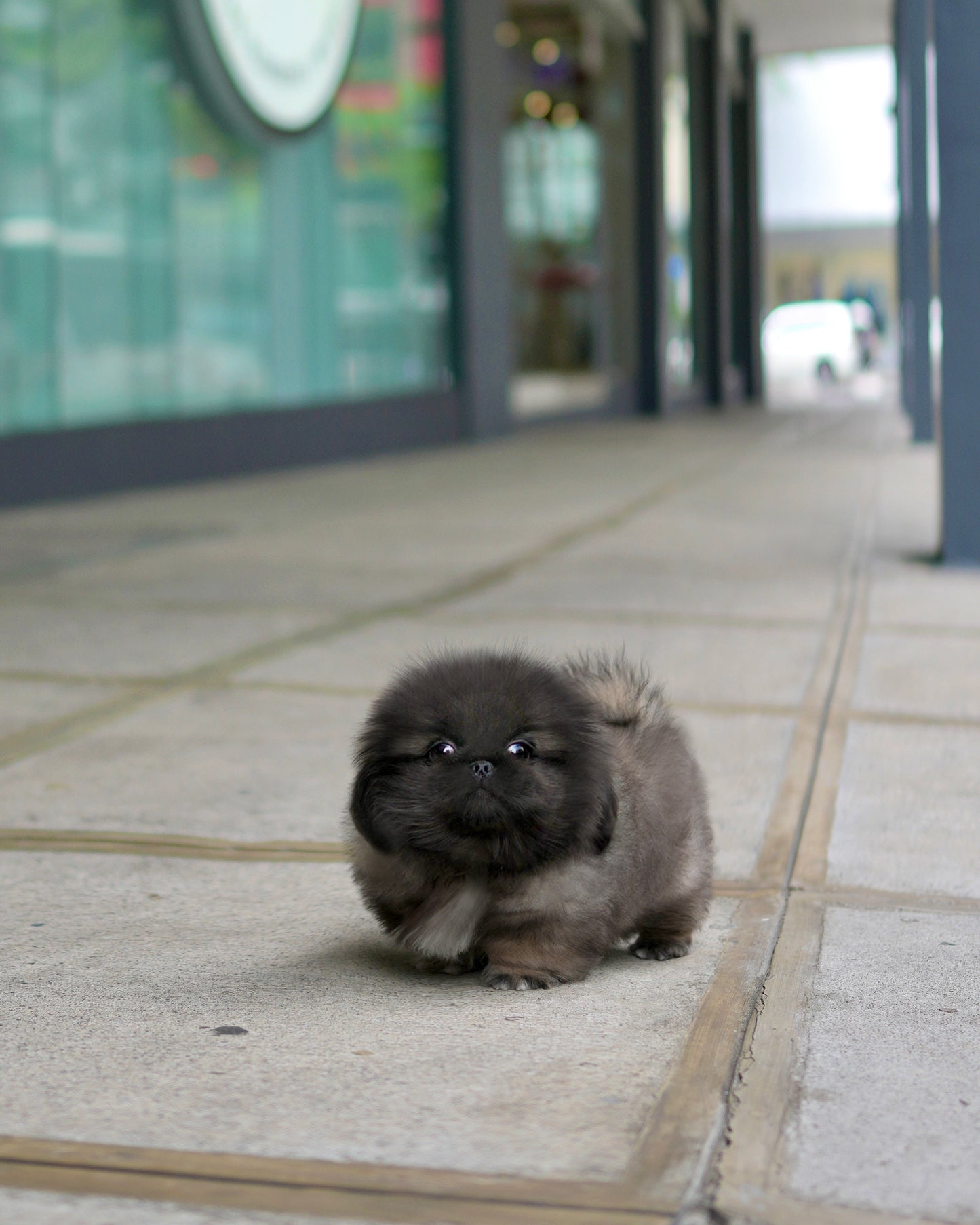Felix - Long Coat Pekingese (Sable)