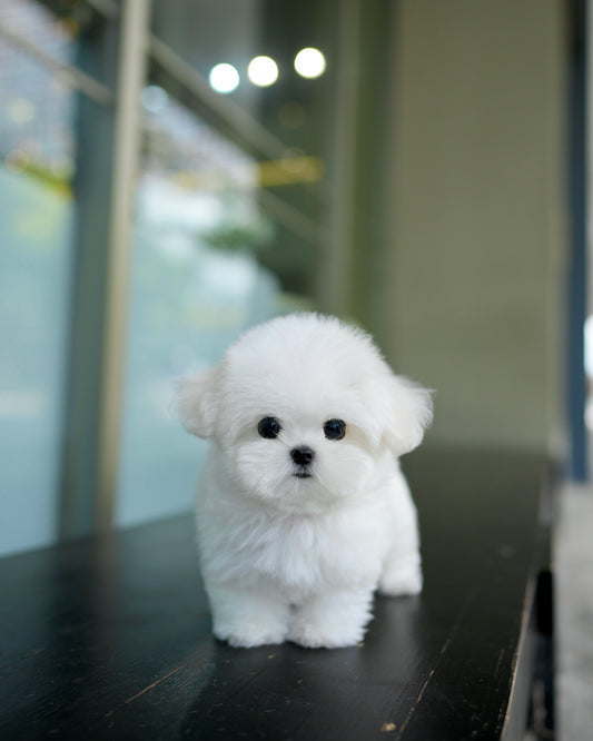 Max - Maltese (White)