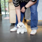 Alden - Mini Bichon (White)