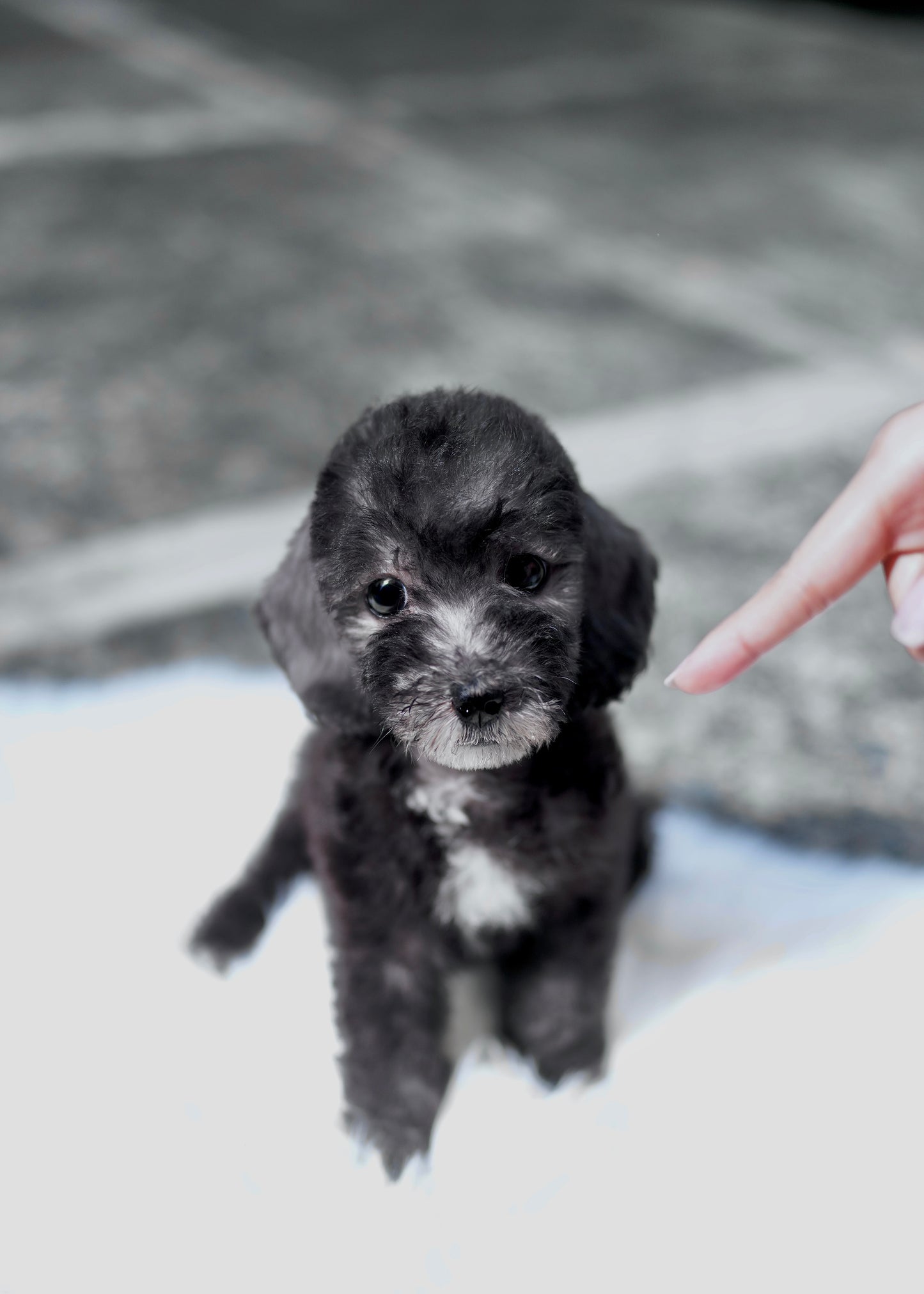 Bedlington Terrier -  Anya (Blue)