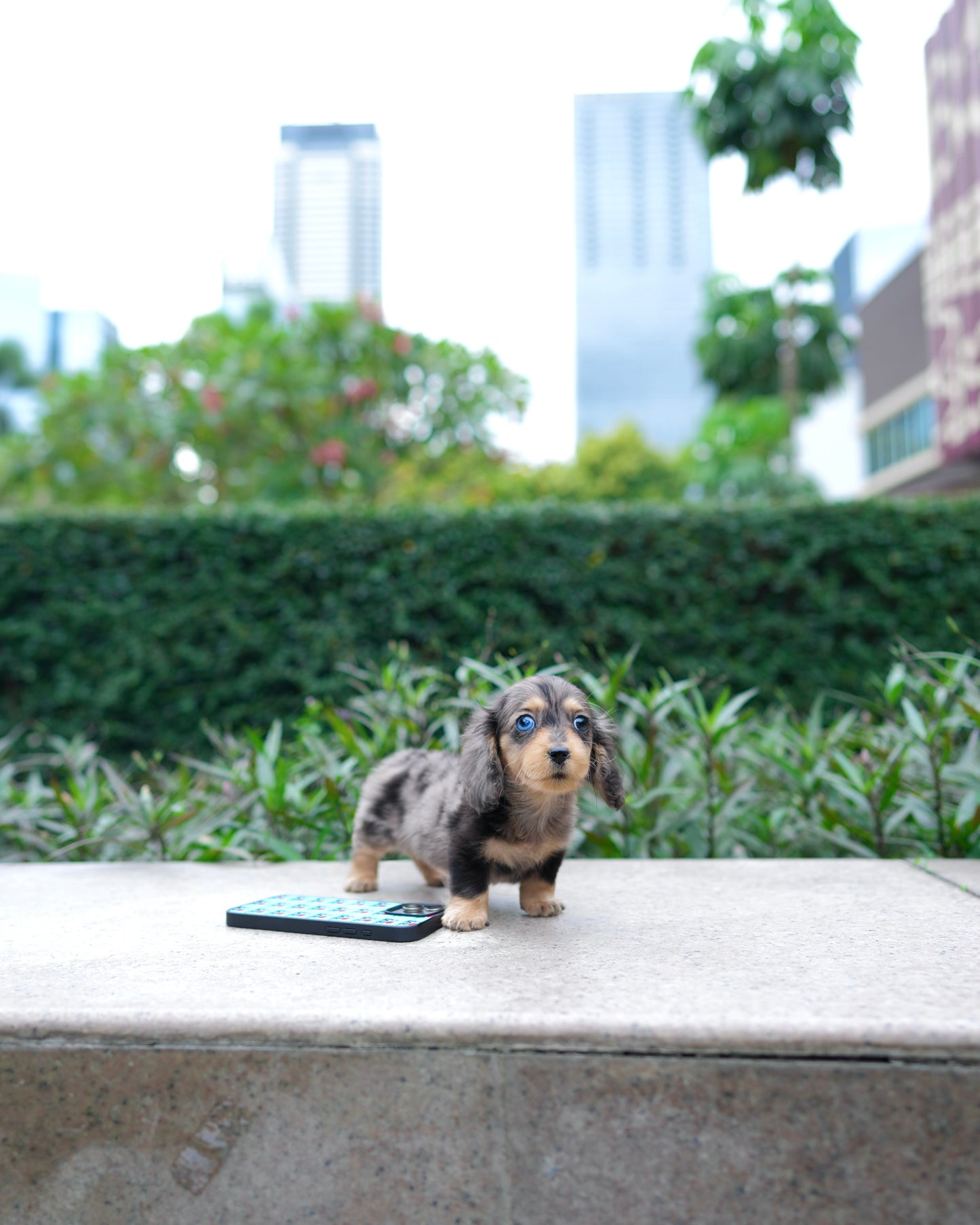 Dustin - Long Haired Dachshund (Dapple - Merle)