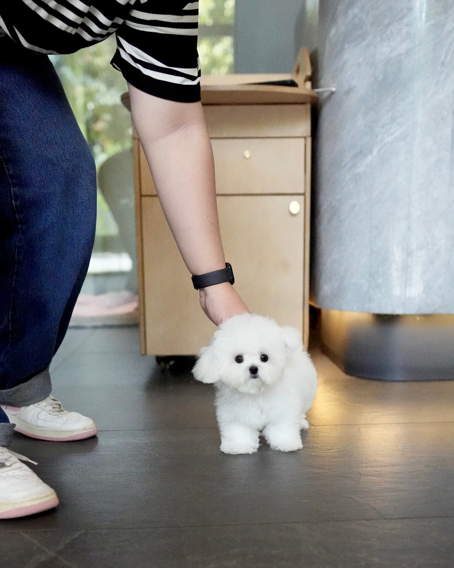 Alden - Mini Bichon (White)