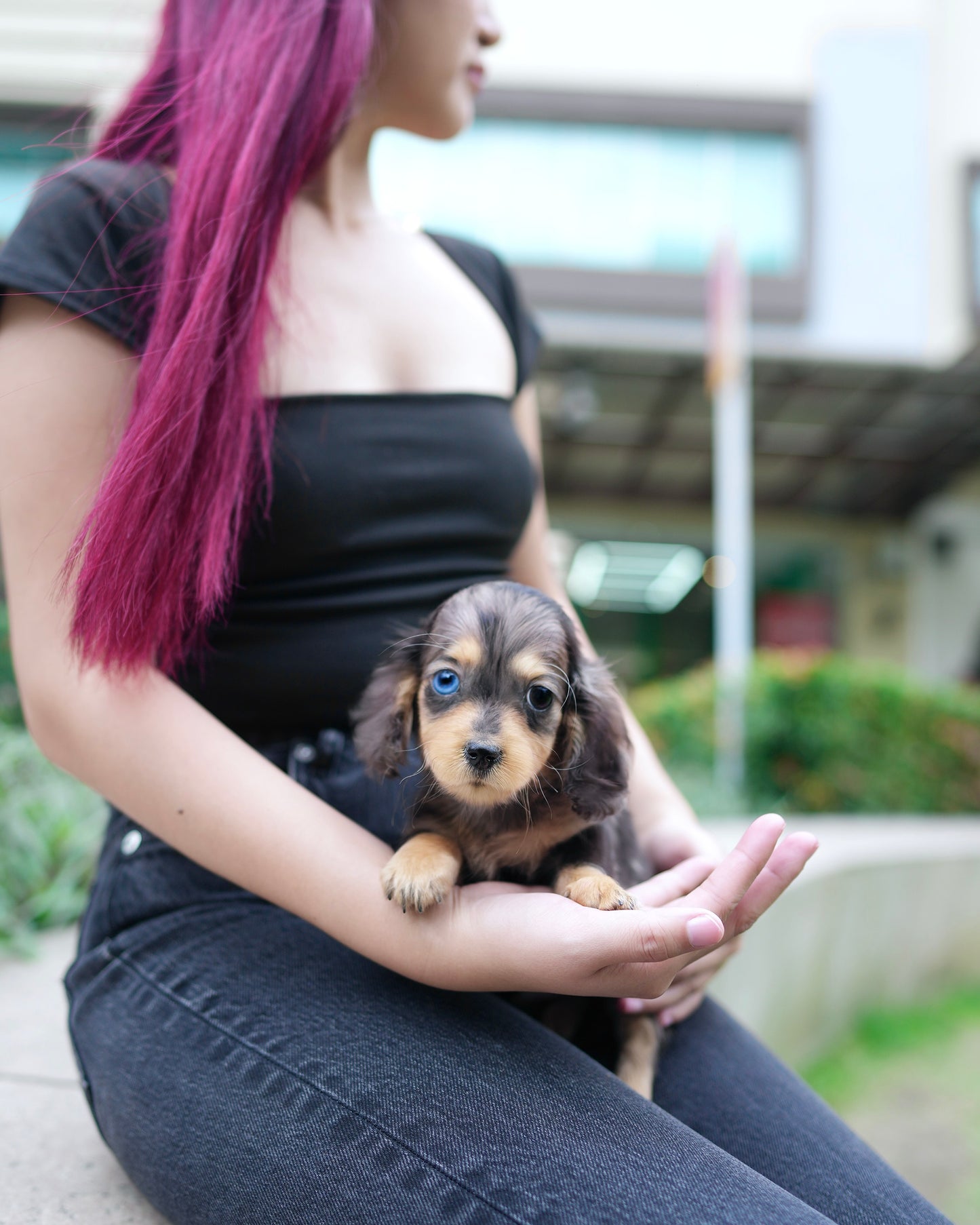 Dustin - Long Haired Dachshund (Dapple - Merle)