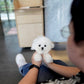 Alden - Mini Bichon (White)