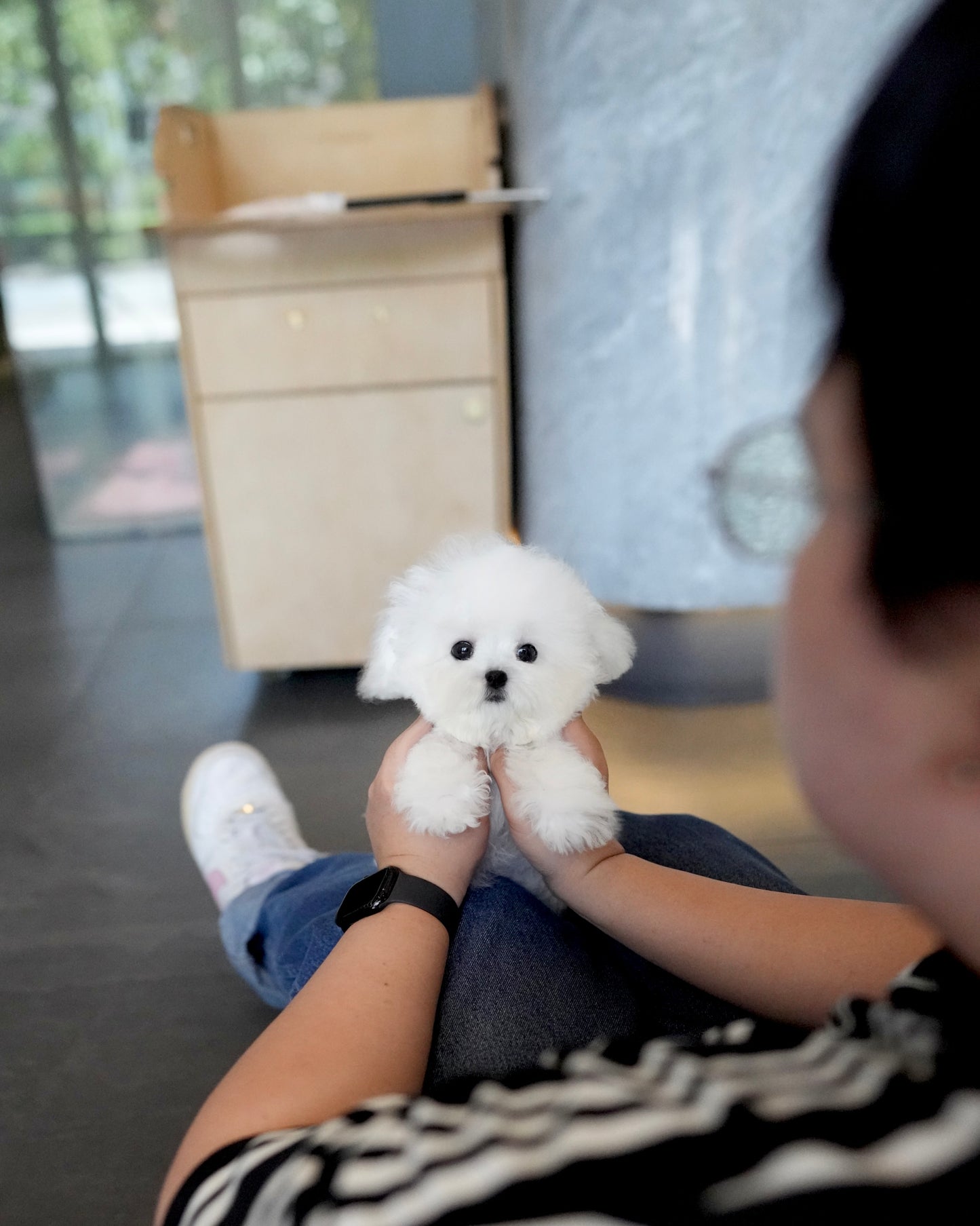 Alden - Mini Bichon (White)