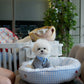 Kenzo - Mini Bichon (White)