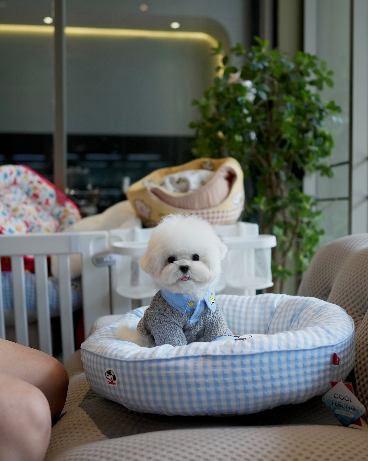 Kenzo - Mini Bichon (White)
