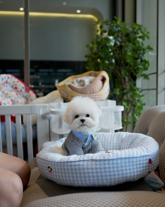 Kenzo - Mini Bichon (White)