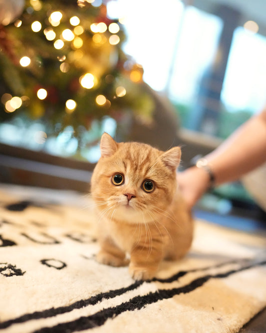 Darcy - Munchkin (Gold)