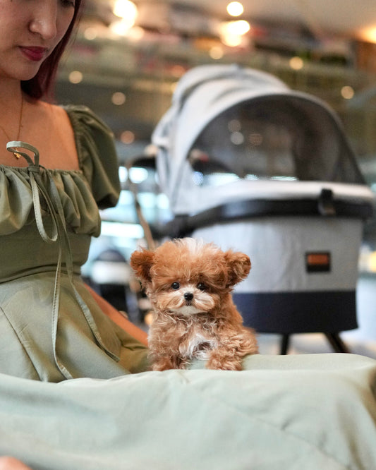 Ethan - Maltipoo (Brown & White)