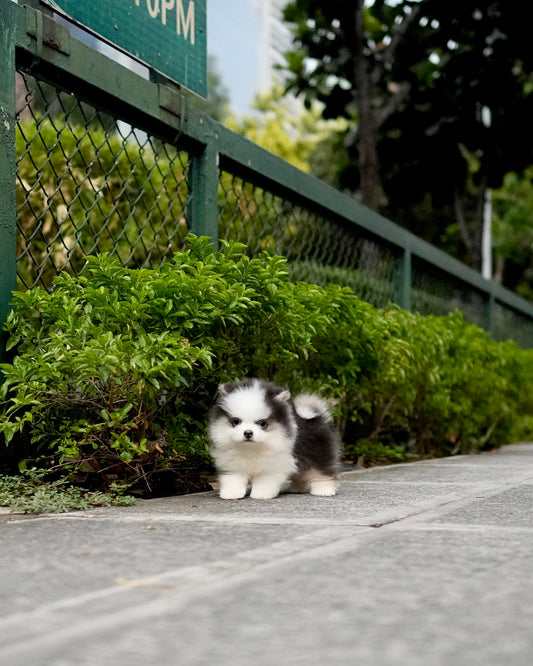 Duke - Mini Pomsky (Black & White)
