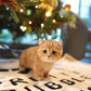 Darcy - Munchkin (Gold)