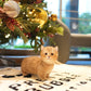 Darcy - Munchkin (Gold)