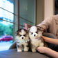 Tilly - Mini Pomsky (Black & White)