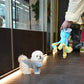Kenzo - Mini Bichon (White)