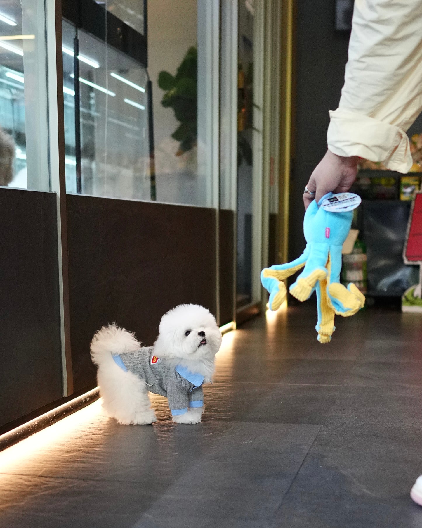 Kenzo - Mini Bichon (White)