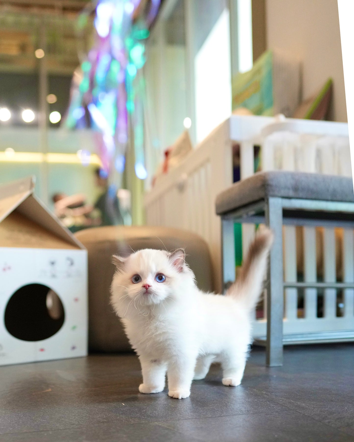 Will - Ragdoll Munchkin (Blue Bi-Color)