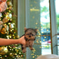Aria - Teacup Yorkshire Terrier (Silver)