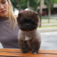 Raine - Pomeranian (Black)