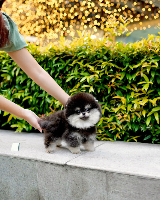 Charlie - Pomeranian (Black Tan)