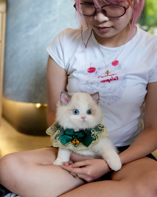 Will - Ragdoll Munchkin (Blue Bi-Color)