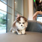 Troy - Mini Pomsky (Black & White)