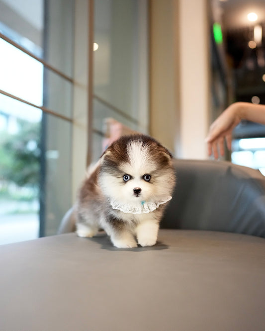 Troy - Mini Pomsky (Black & White)
