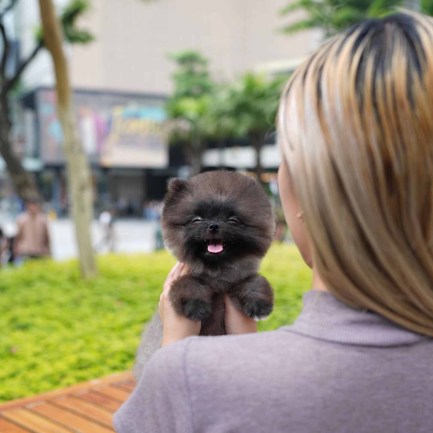 Raine - Pomeranian (Black)