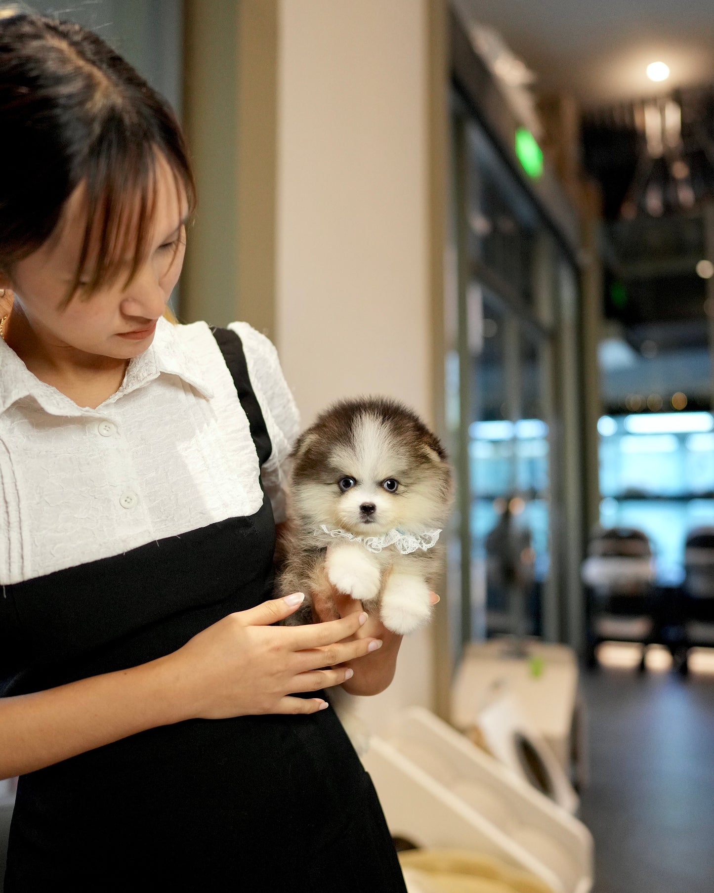 Troy - Mini Pomsky (Black & White)