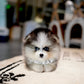 Troy - Mini Pomsky (Black & White)