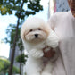 Robert - Coton de Tulear (White)