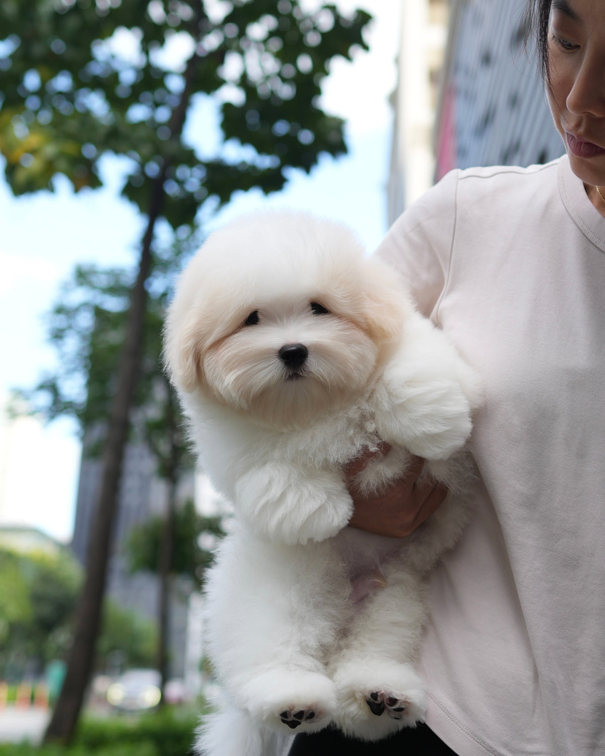 Robert - Coton de Tulear (White)