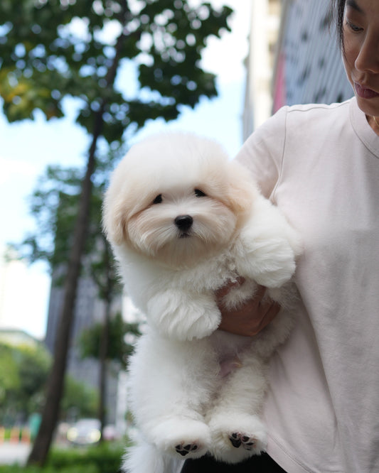 Robert - Coton de Tulear (White)