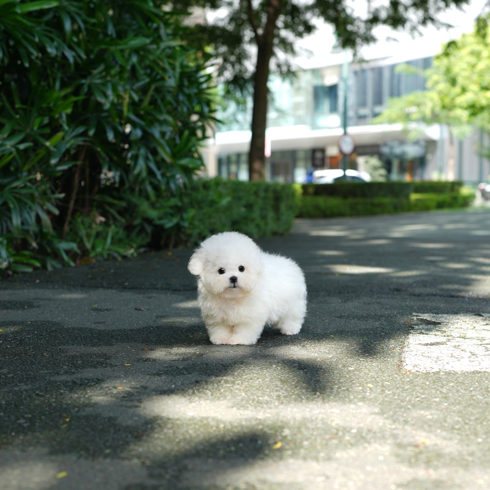 Fashion bichon mini