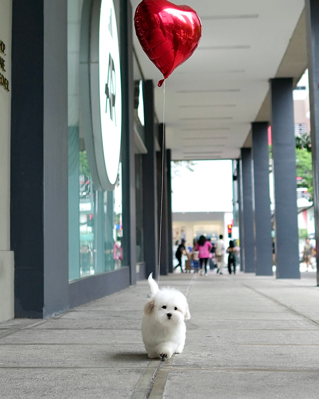 Moli - Coton de Tulear (White)