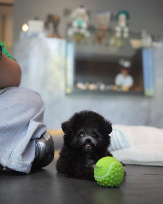 Zayn - Tiny Poodle (Silver)